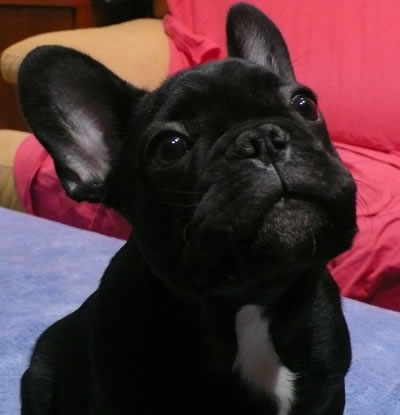 Jack Multi CH